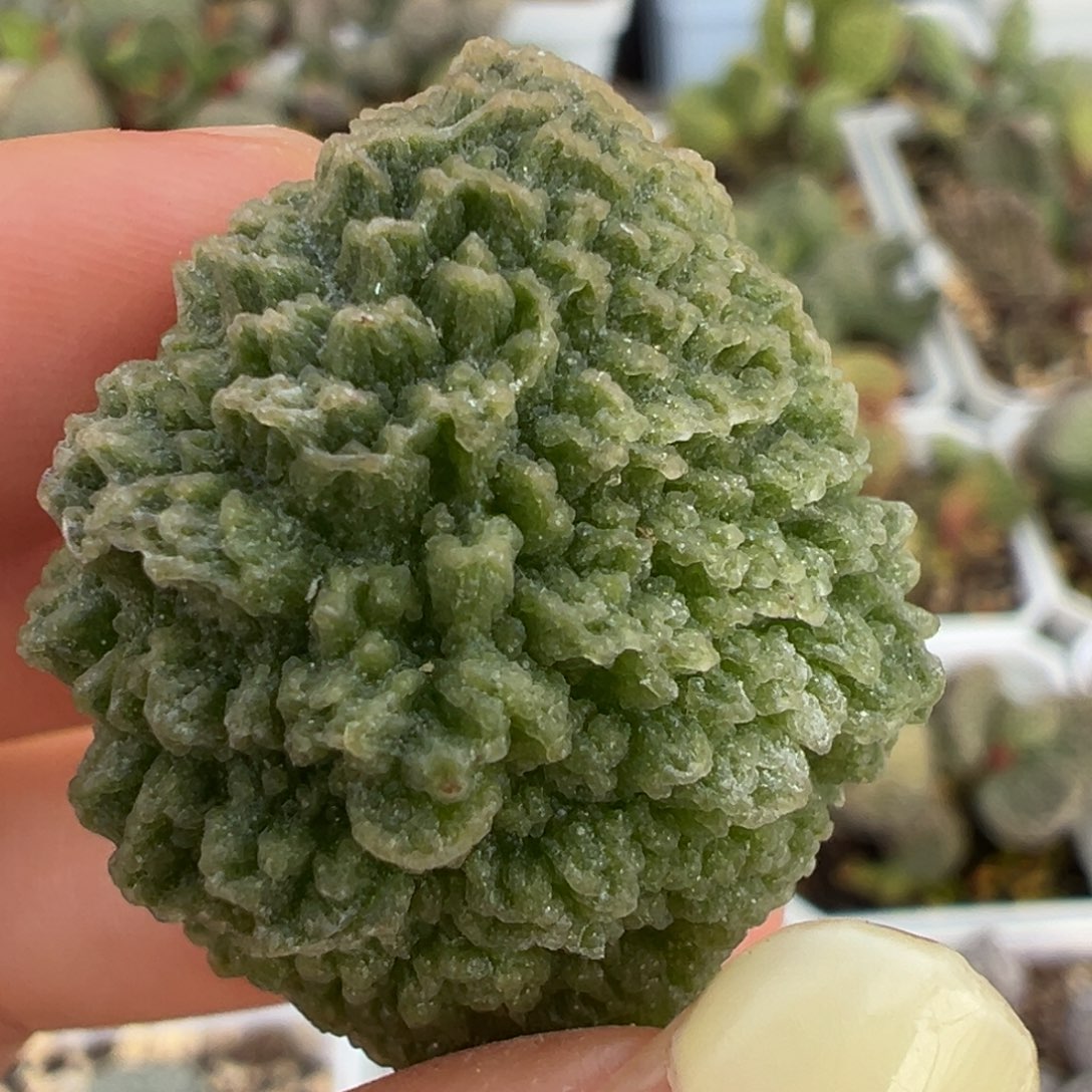 胖叶爆炸纹实生新品叶子