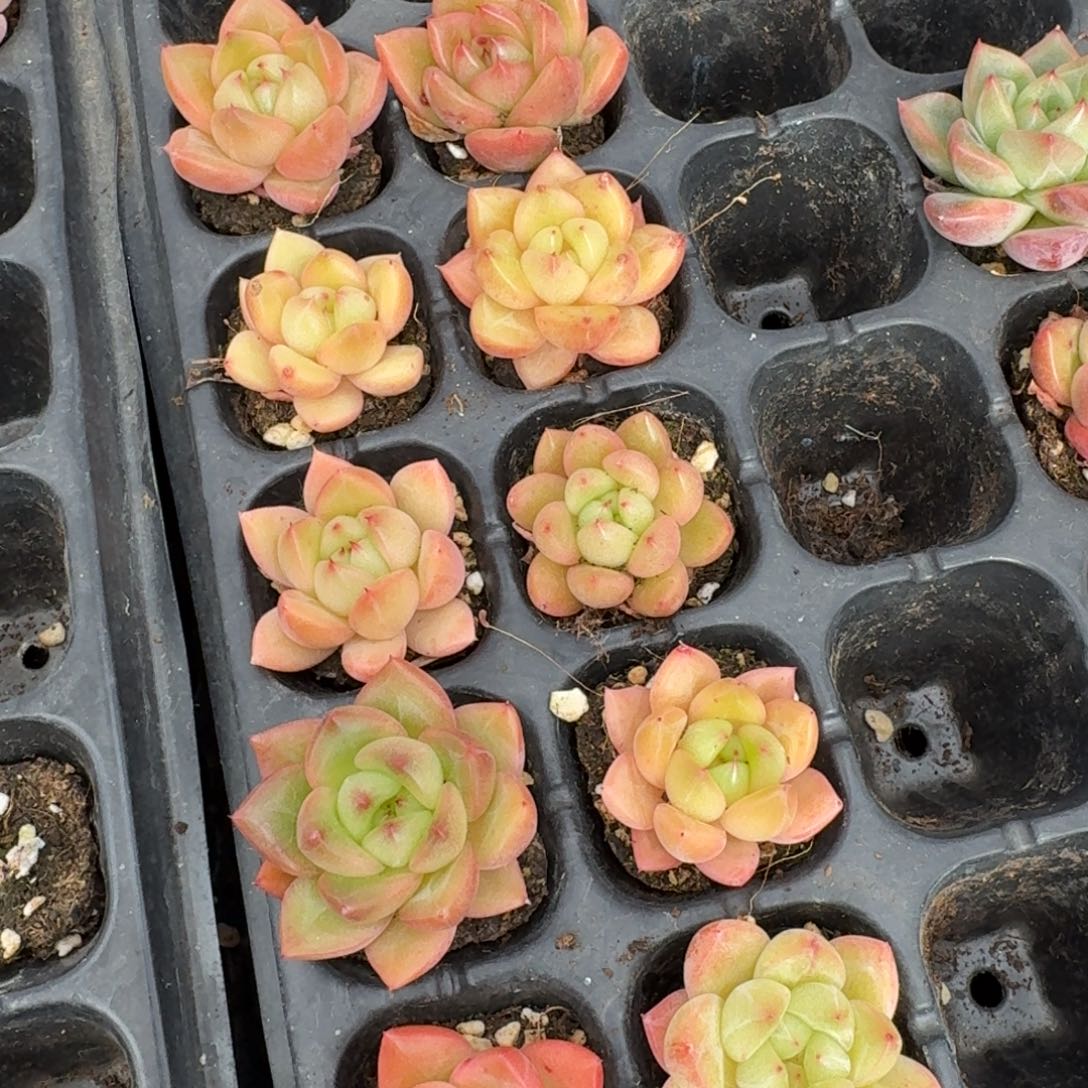 左八冰玉杂交东云带颜色十棵量拍