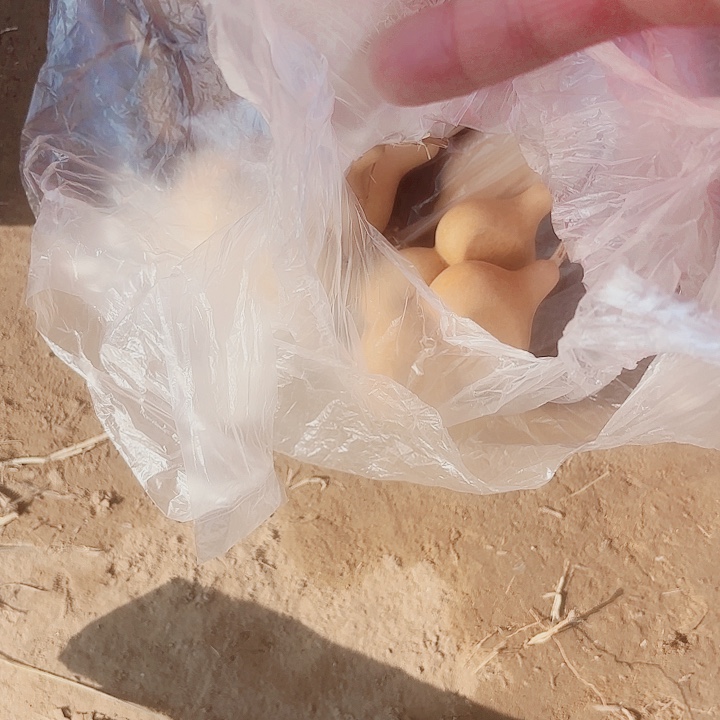 八宝扁9个代购不退不换