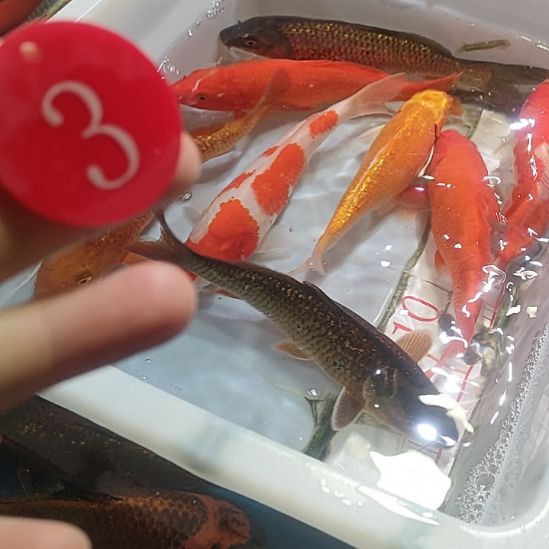 海水鱼锦鲤冷水鱼好养活