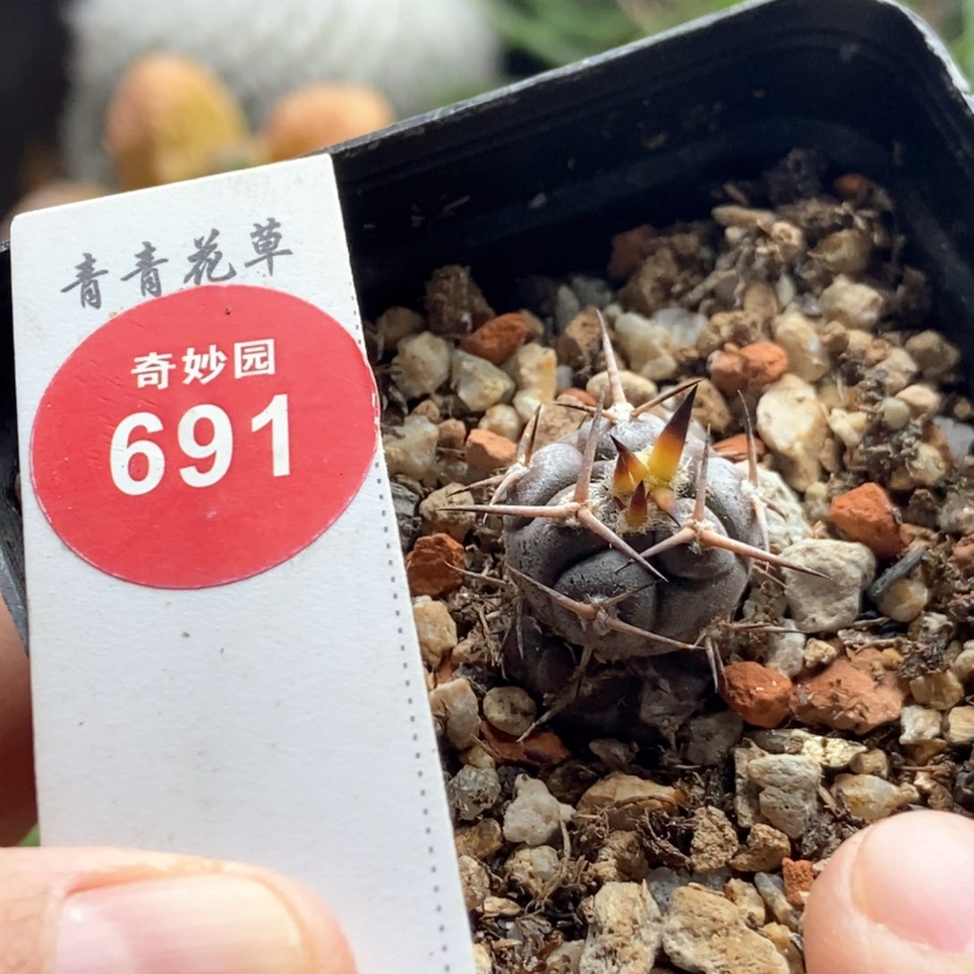 实生球上球豪刺守金摩天龙一颗