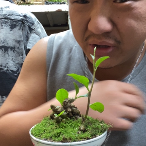 红陶一物一拍所见即所得190