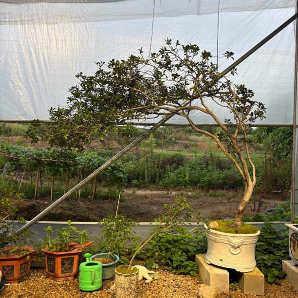 时光｜海岛栀子花水杨梅罗汉松茶台盆栽游龙大飘枝精品意境盆景