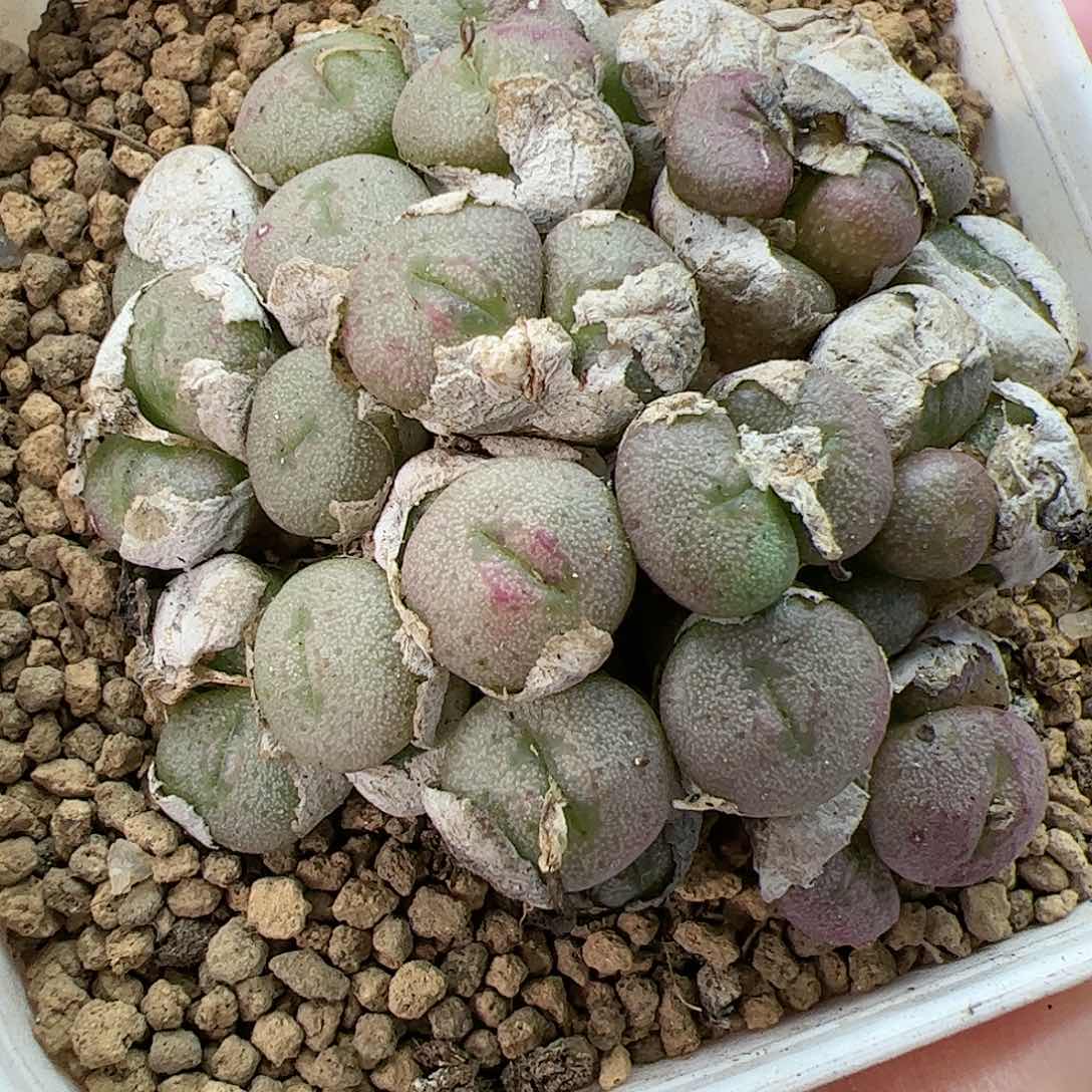 【闪购商品】388 小煎饼