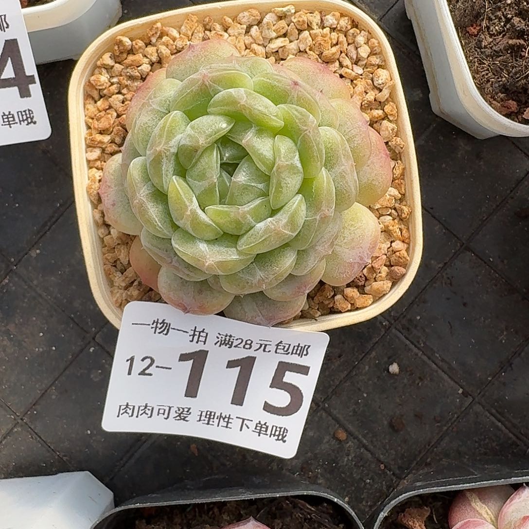 白恋无盆无发货无