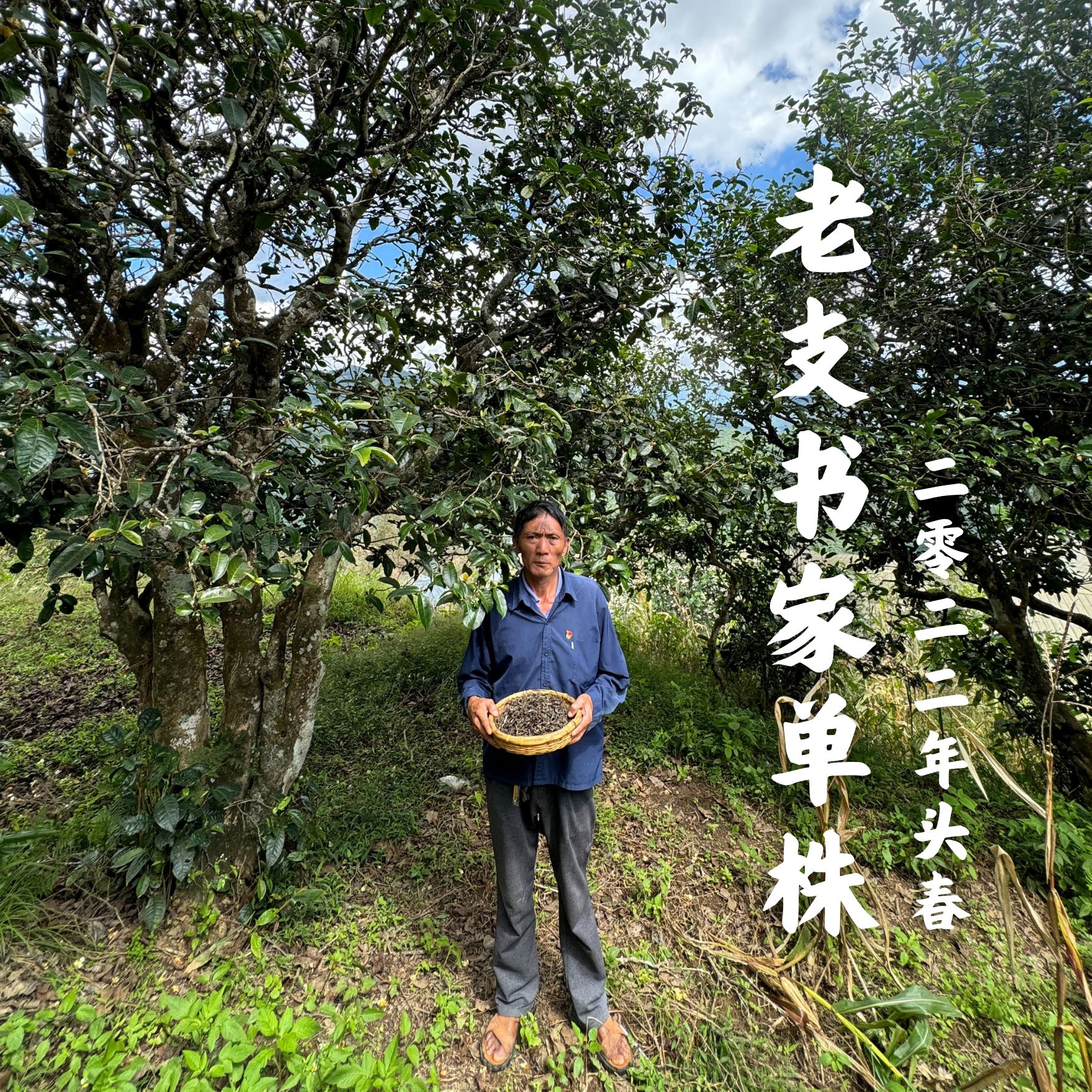 【支书严选】2022年 邦旭 老支书家的混单株 头春古树茶洱生茶散茶