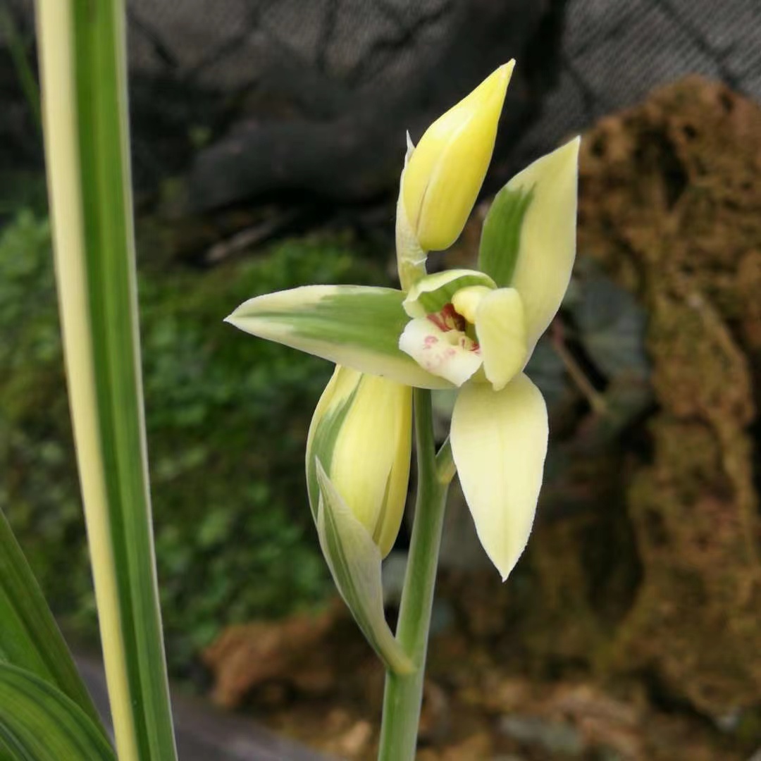 【自然种养，花香浓郁】蜀祥静雅花卉(一物一拍小黄车专用)