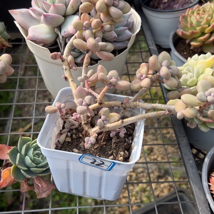 媛***~一物一拍艾香多肉22