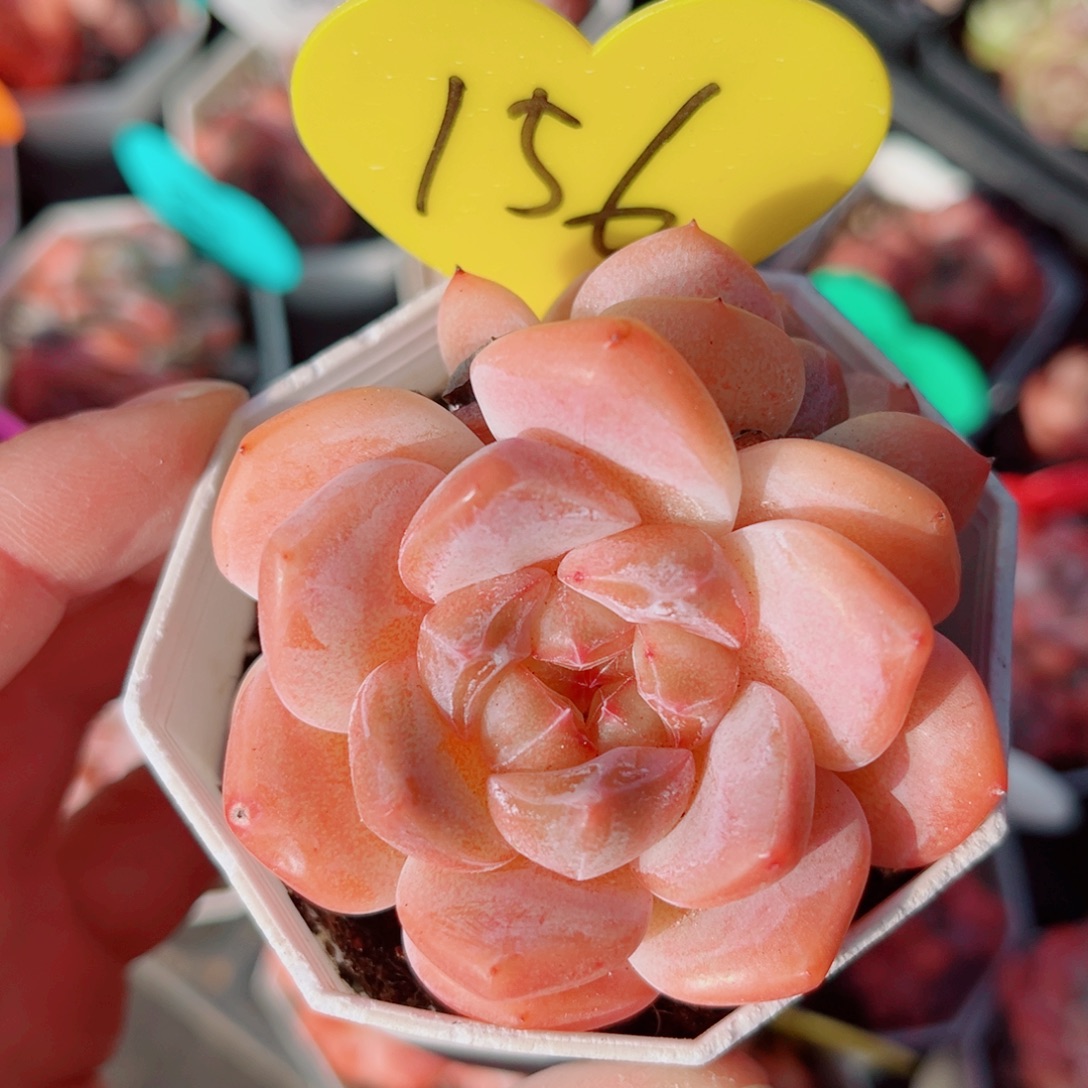 156号小老桩糖心群