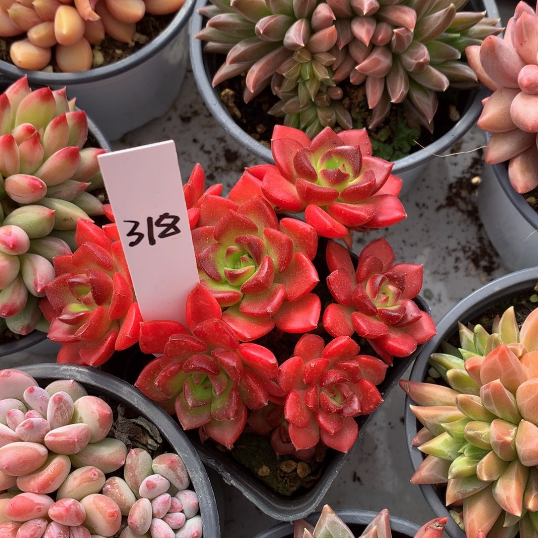 红火焰抵押ywywuwuwuwu