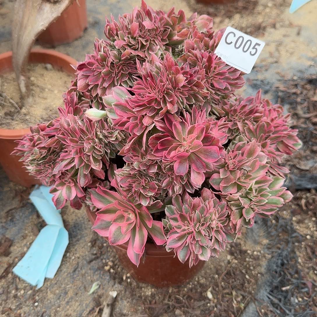 005粉女郎一颗微瑕