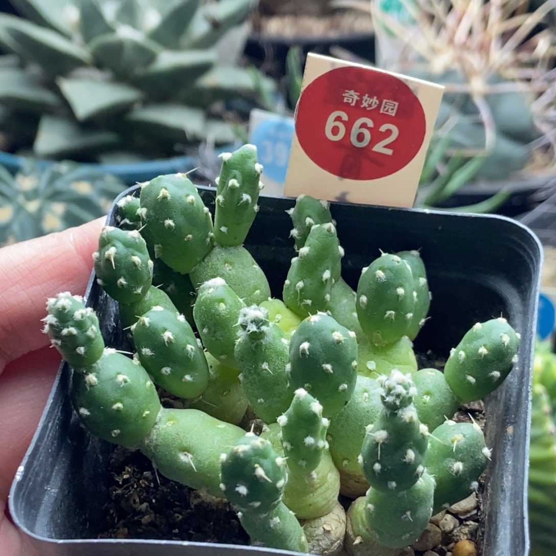 罗西安娜一颗仙人球