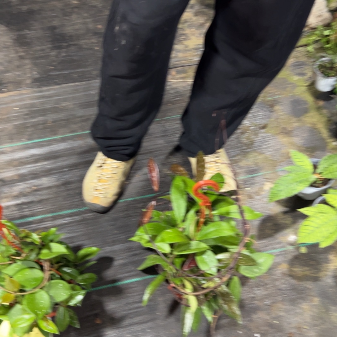 老***汤完全开放黑银粉➕卡诺萨