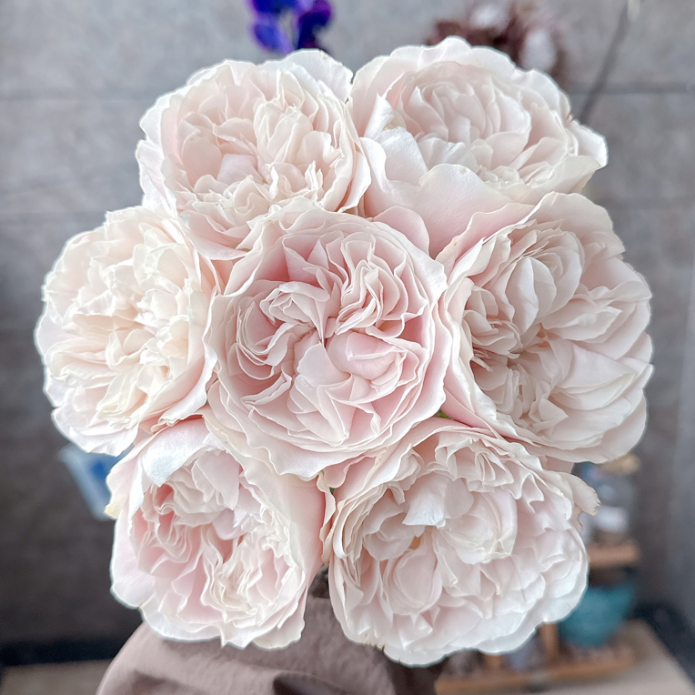 【奶茶】花农直发，全场任意两单顺丰冷链包邮，0度以下必拍保温棉！