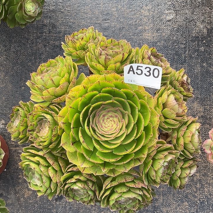 万圣节万拉丝多肉植物530