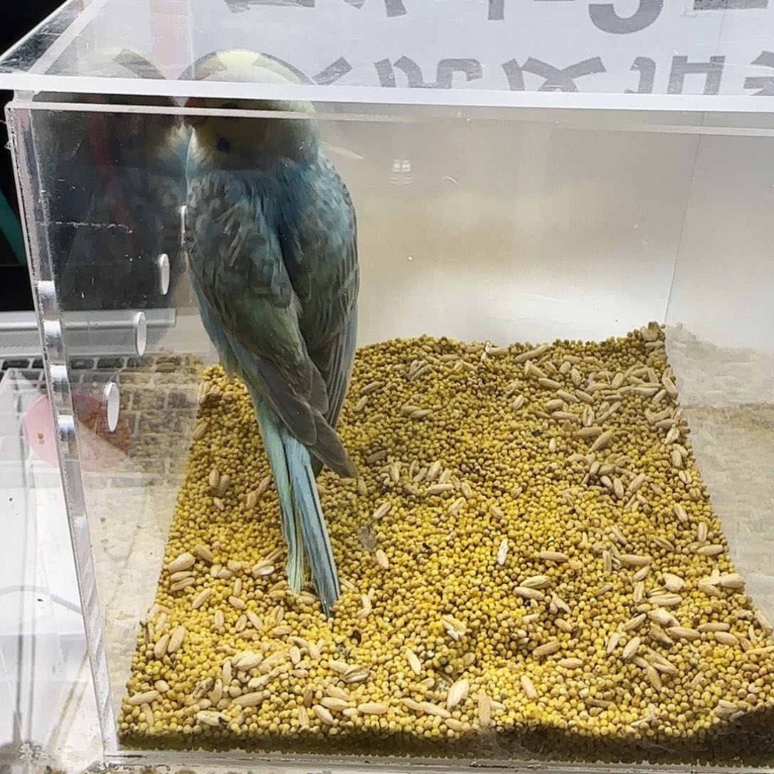 虎皮鹦鹉金彩金彩