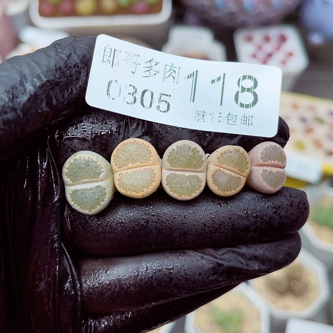 郎哥多肉生石花5-118