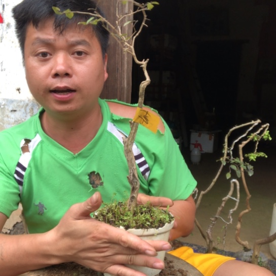 无花朵盆景盆栽植物