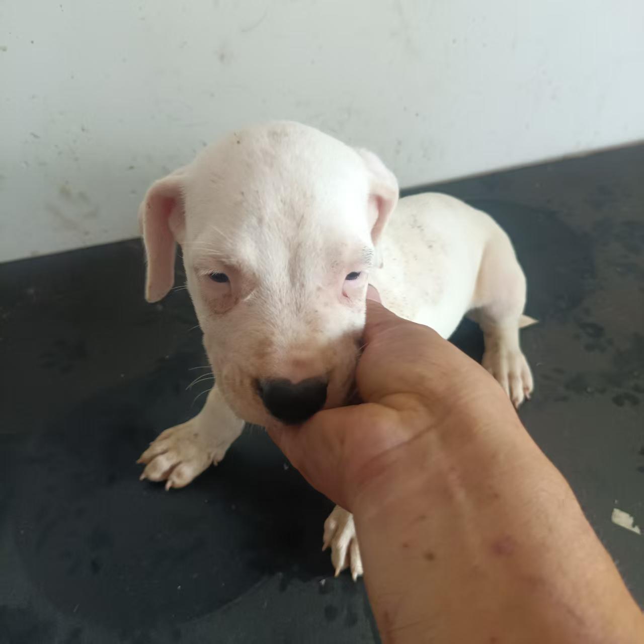 阿根廷杜高犬幼犬