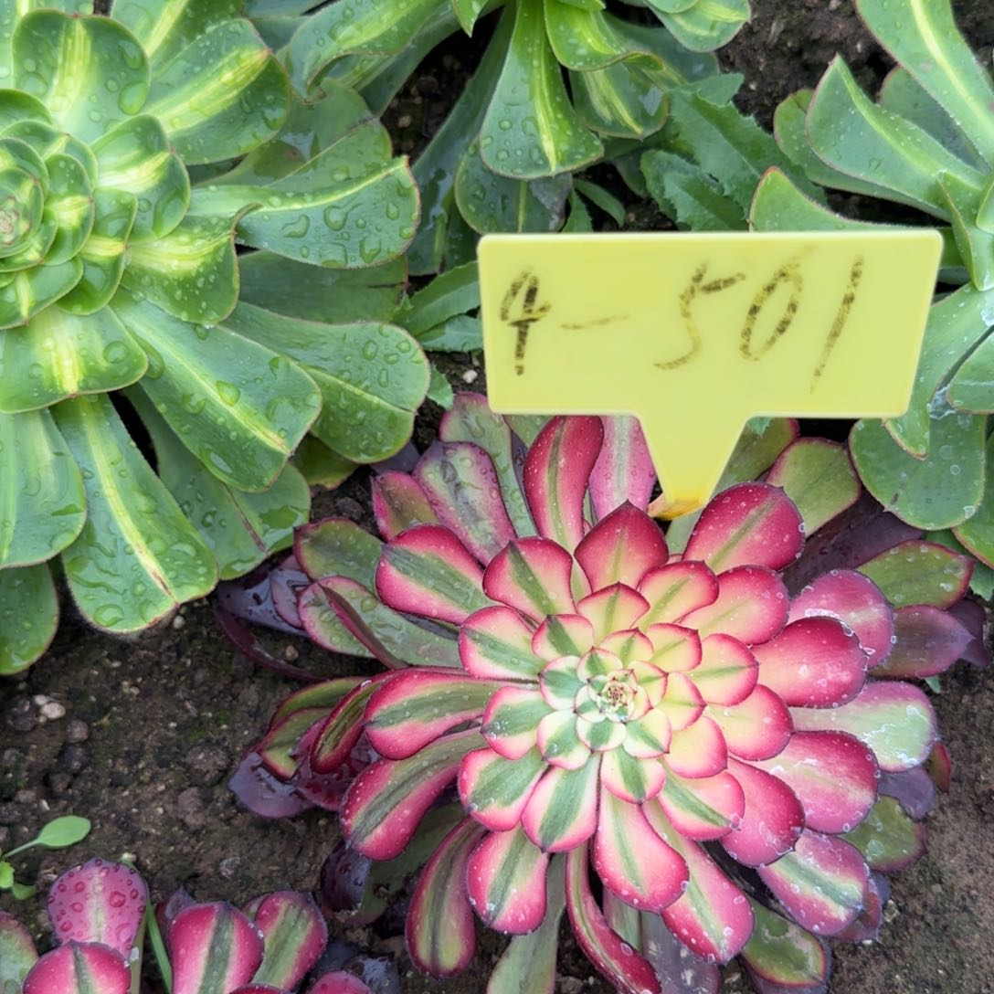 4-501+++多头多肉植物5棚