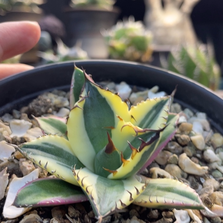 【闪购商品】龅牙。     