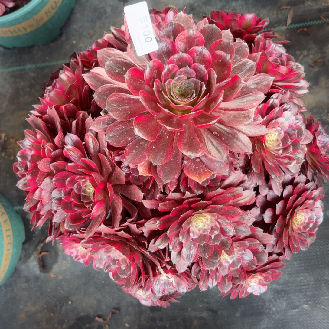 100大美肌多肉植物