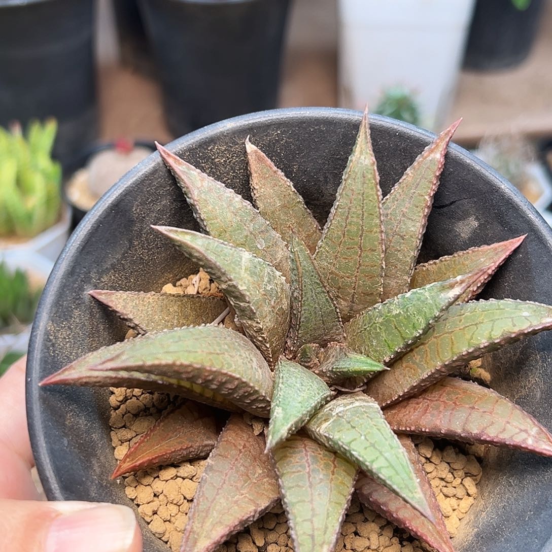 龙王黑王×龙鳞 硬叶十二卷