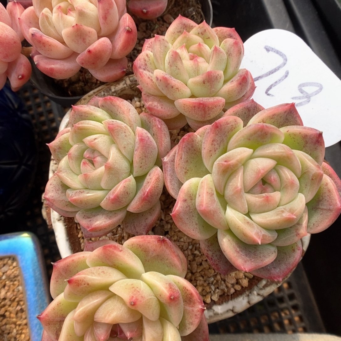 糖心珍妮群生719号