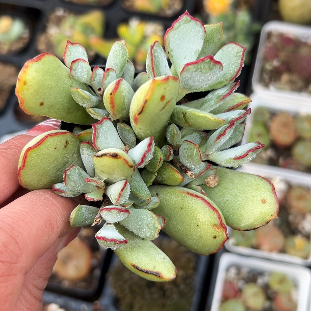 多肉植物巧克力线