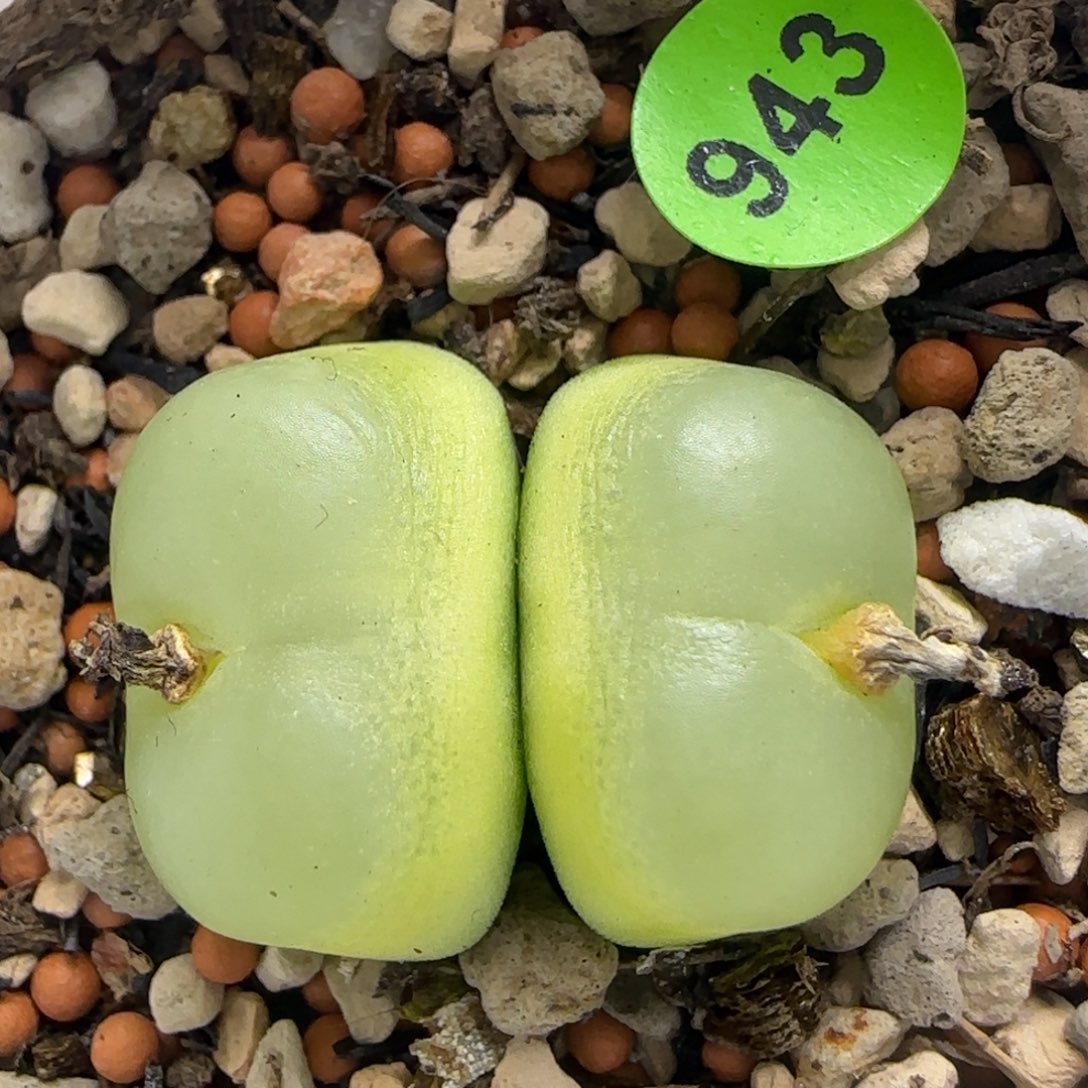 双头拉登1.9-2多肉植物943