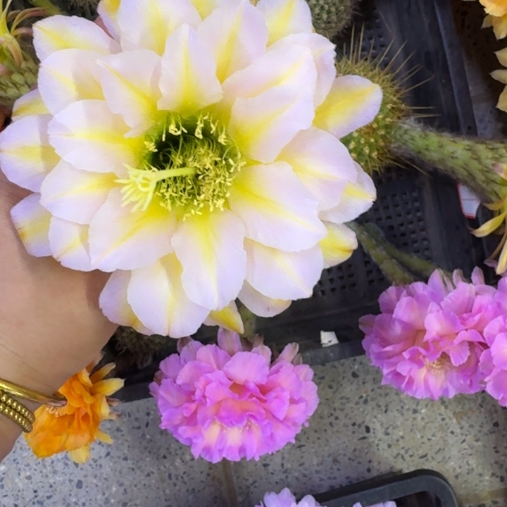 265毛花柱娇绕歪无根牙5公分左右，20包邮