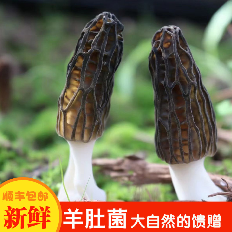 云南新鲜羊肚菌头茬火锅食用菌菇礼盒特产肉厚生鲜空运