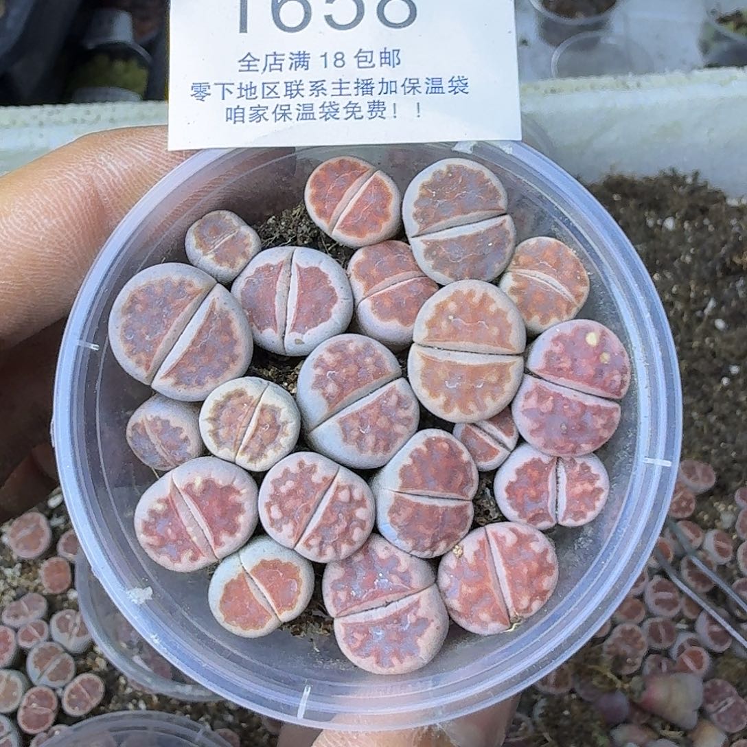 蜜***～1658 哈哈哈哈哈哈哈哈哈