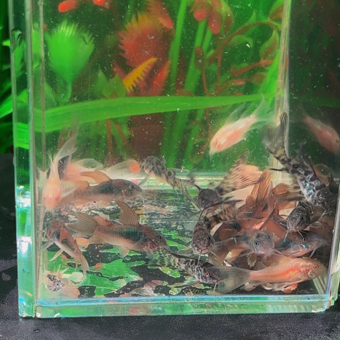 *****孔雀鱼15个青铜5个花椒