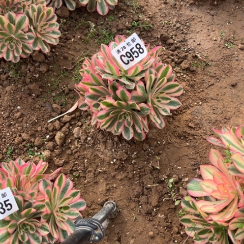 958女巫不包断枝