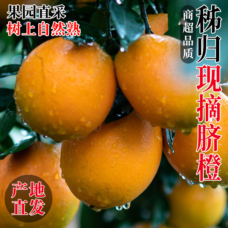 正宗纽荷尔脐橙新鲜现采现摘香甜多汁老少皆宜[顺丰包邮带叶发货]