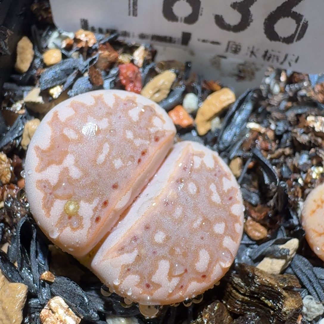 Zzz捡漏福利走起1836