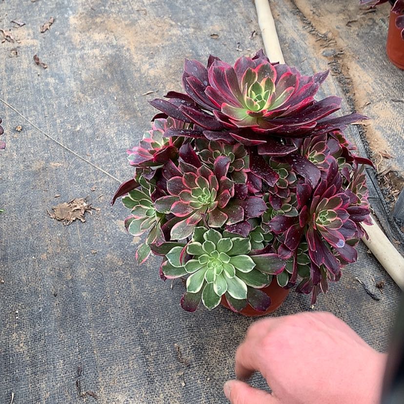 【闪购商品】34金丝雀多肉