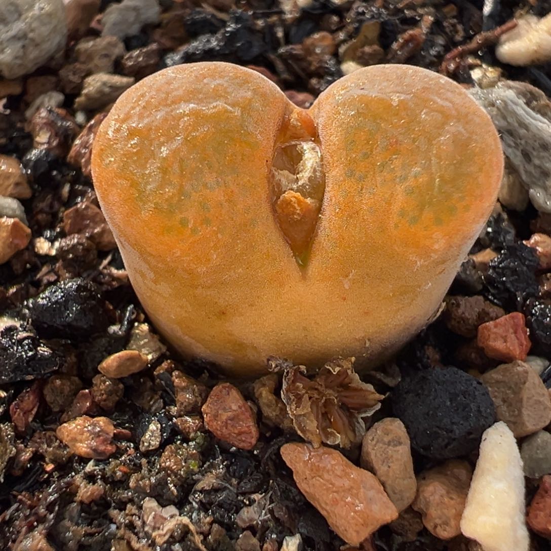 7415多肉植物种类多样