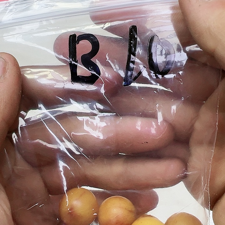 香榧木B10!!!)$$$$$$’