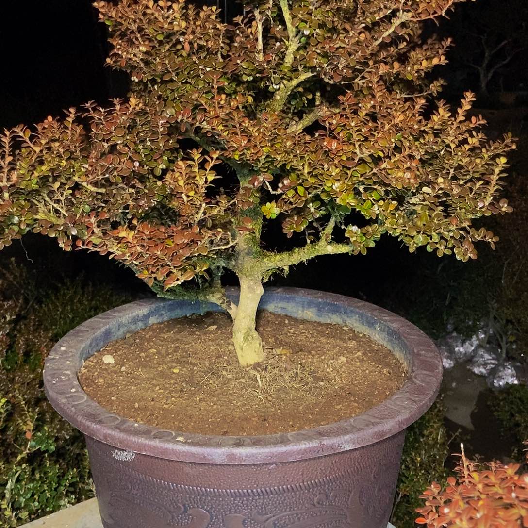 ～***～安徽大别山珍珠黄杨