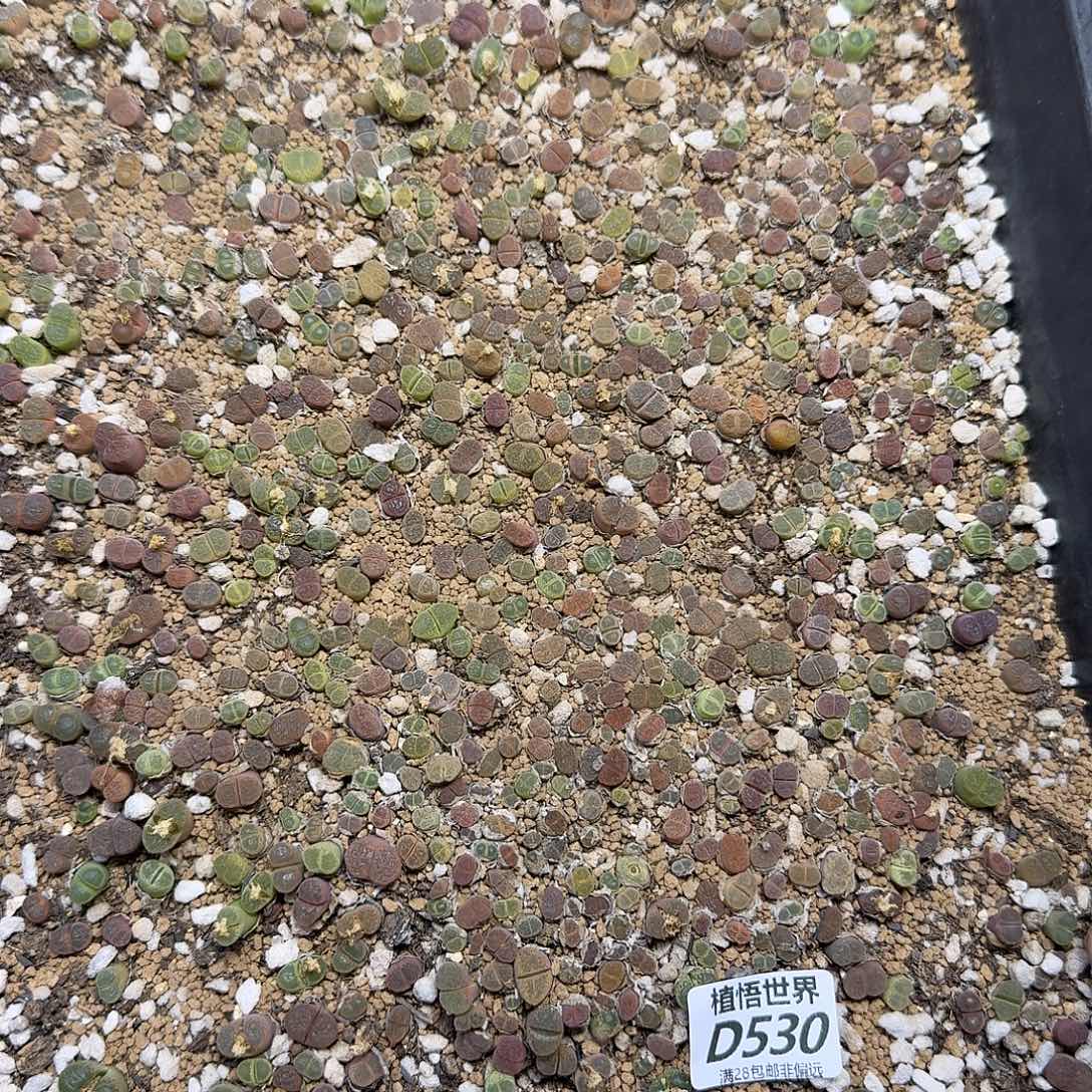 多肉植物的润泽fvbn