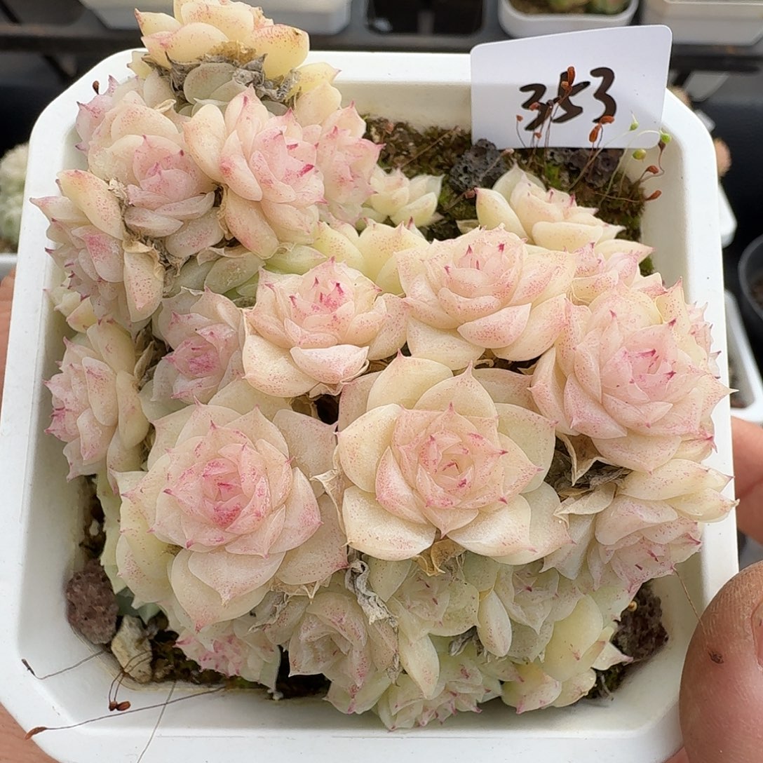 一物一拍一物一拍1213-353