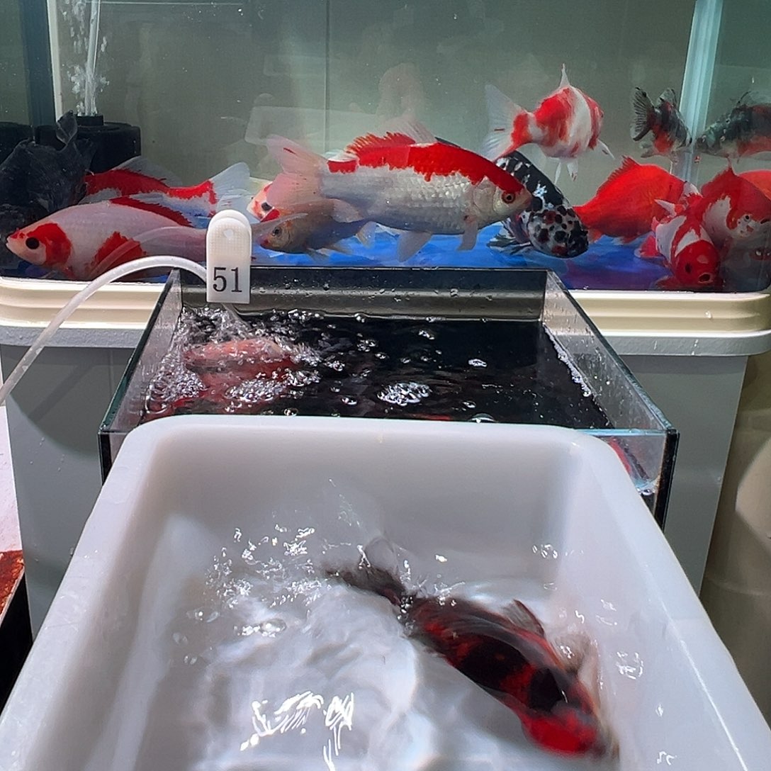 刚***好海水观赏鱼福利多多8