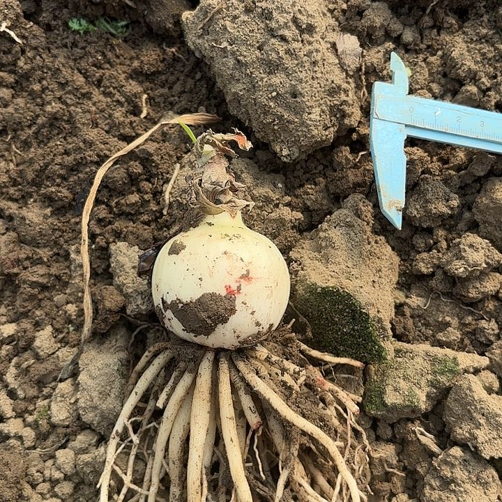 峰*鬼魅有标五包对版