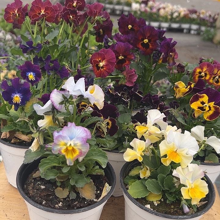 红陶抖音直播闪拍14