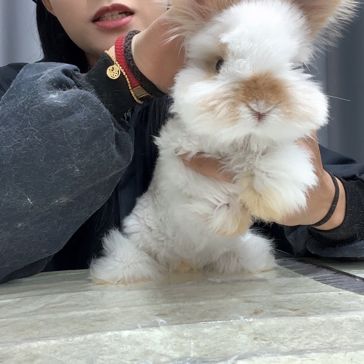 网红安哥拉兔碎班妹妹。包到家无售后