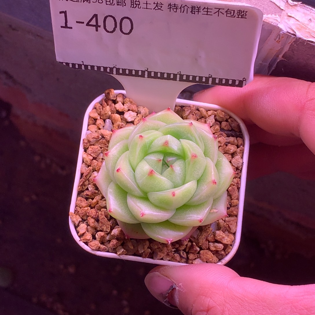 青柠麦秆精品多肉58包邮