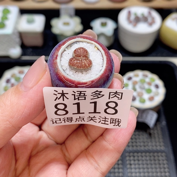 小***妈带盆土植物 精美盆栽8118