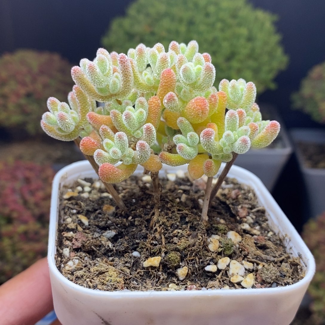 栎***…无花朵29号优选冰晶枝干